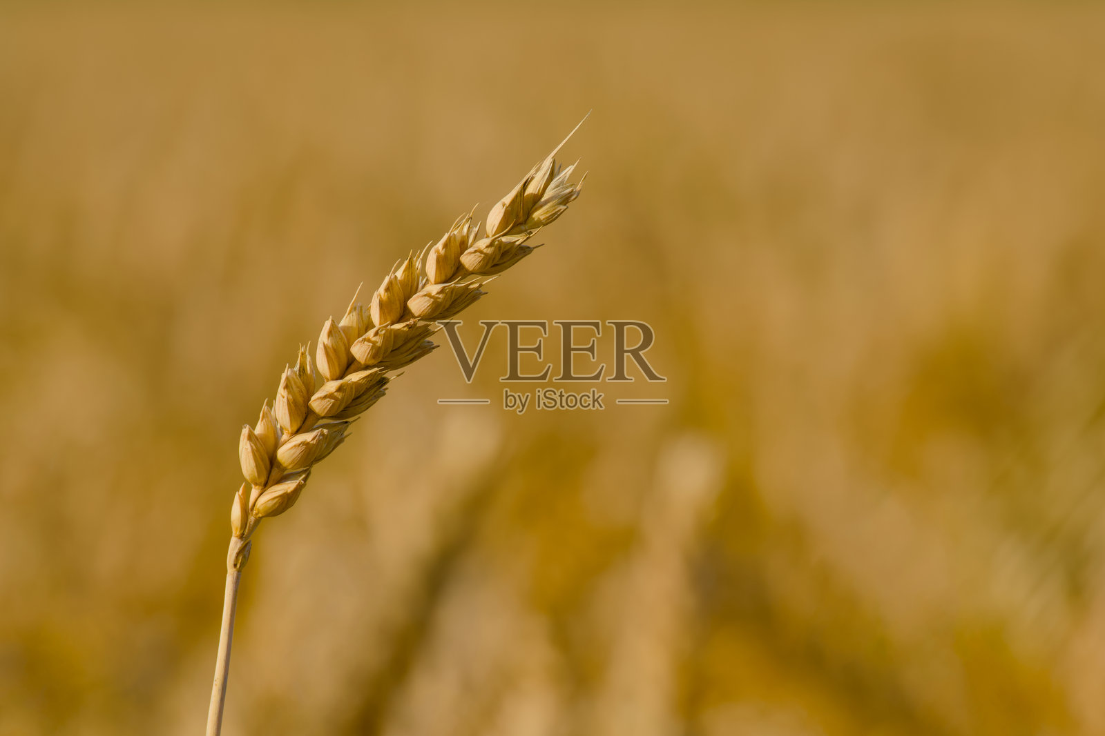 麦穗照片摄影图片