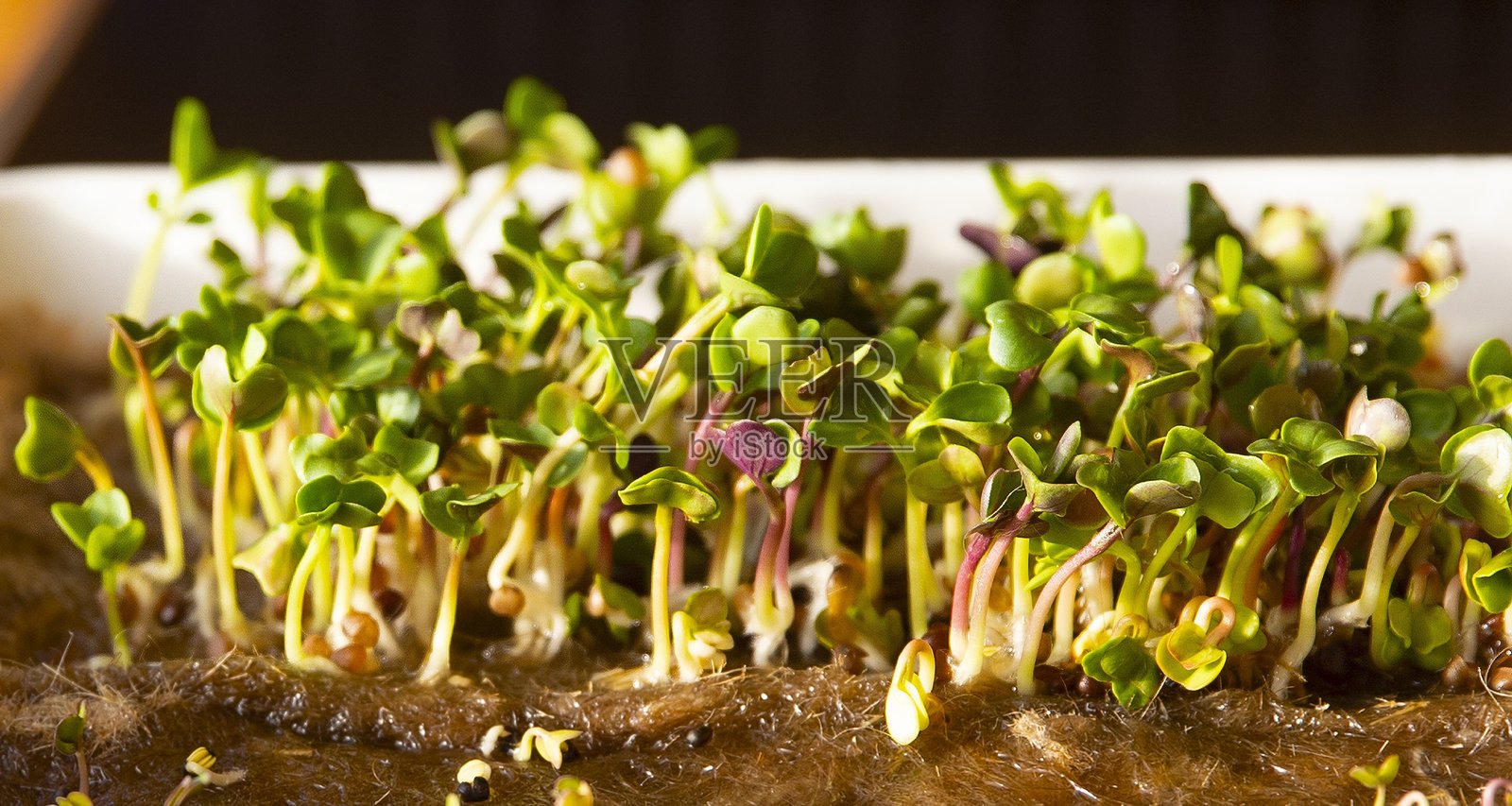 椰子纤维垫上的发芽鹰嘴豆。室内种植的有机微型绿叶蔬菜特写，适合健康饮食、素食饮食和可持续农业理念。照片摄影图片