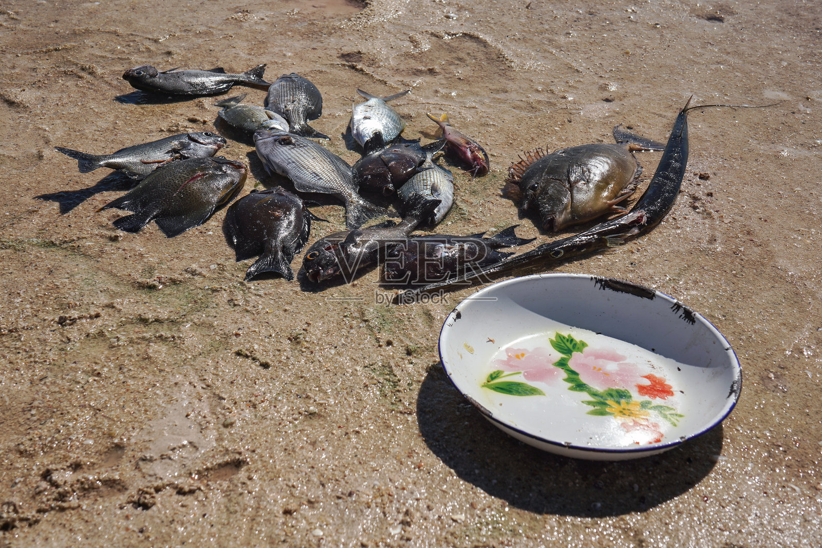 阳光照耀着沙滩上新鲜捕获的海鱼 - 旁边有一个盘子照片摄影图片