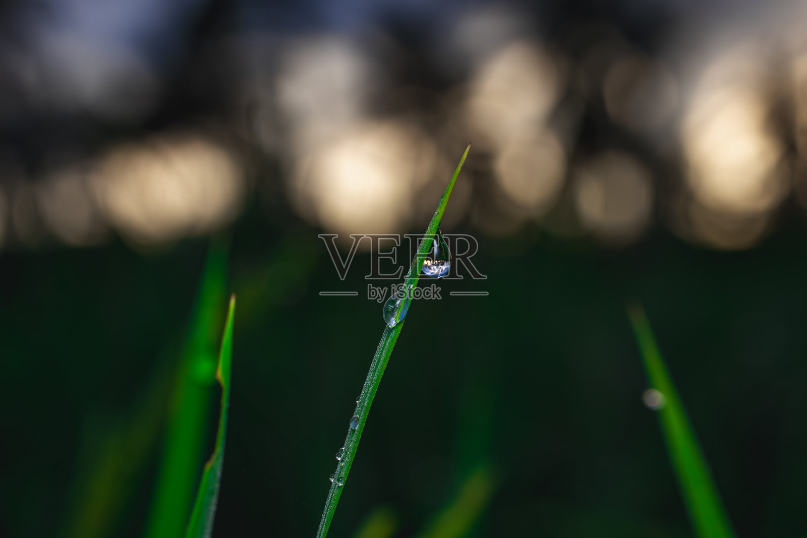 草地早熟禾草叶特写，带有两个水滴反射自然景象，垂直角度，背景柔和虚化。照片摄影图片