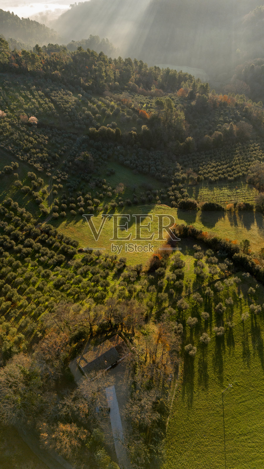 乌姆布里亚山丘与橄榄树林的日出照片摄影图片