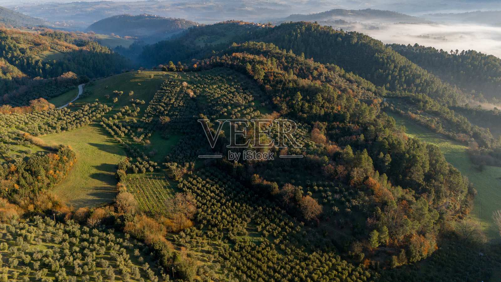 翁布里亚橄榄山上的金色光芒照片摄影图片