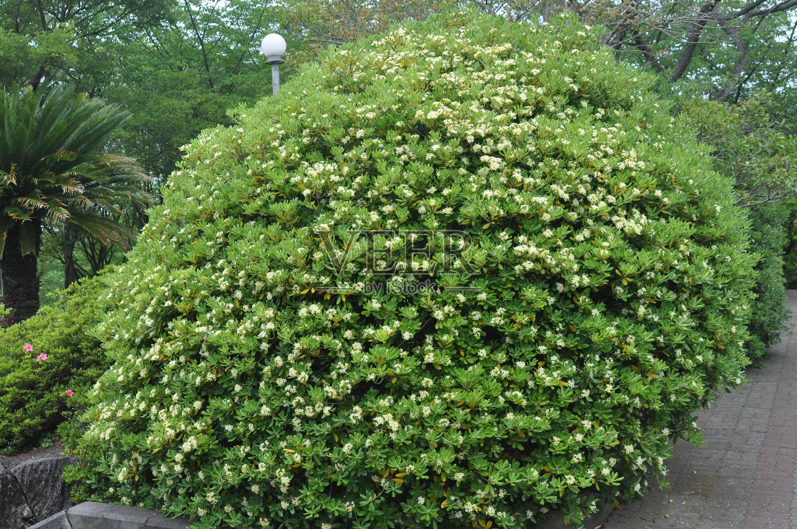 果实和绿叶的香樟树照片摄影图片