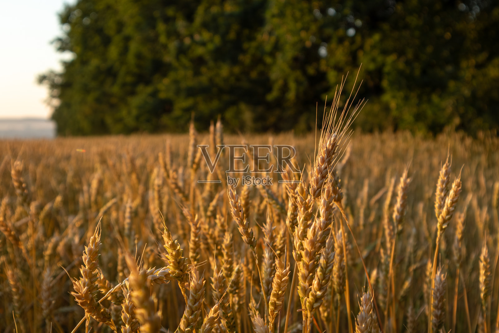 阳光明媚的小麦田特写照片摄影图片
