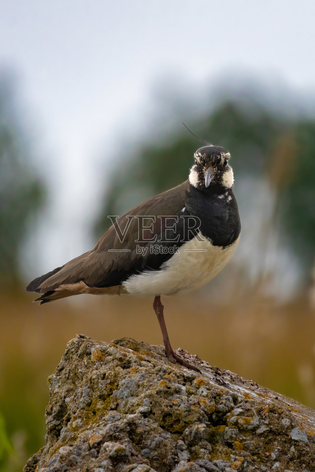 鸻鹬 - 细节特写照片摄影图片