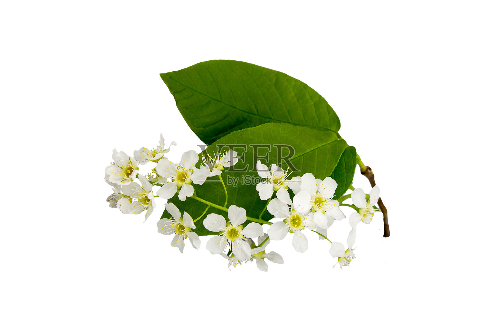 鸟樱树（Prunus padus）开花的树枝，背景为白色照片摄影图片