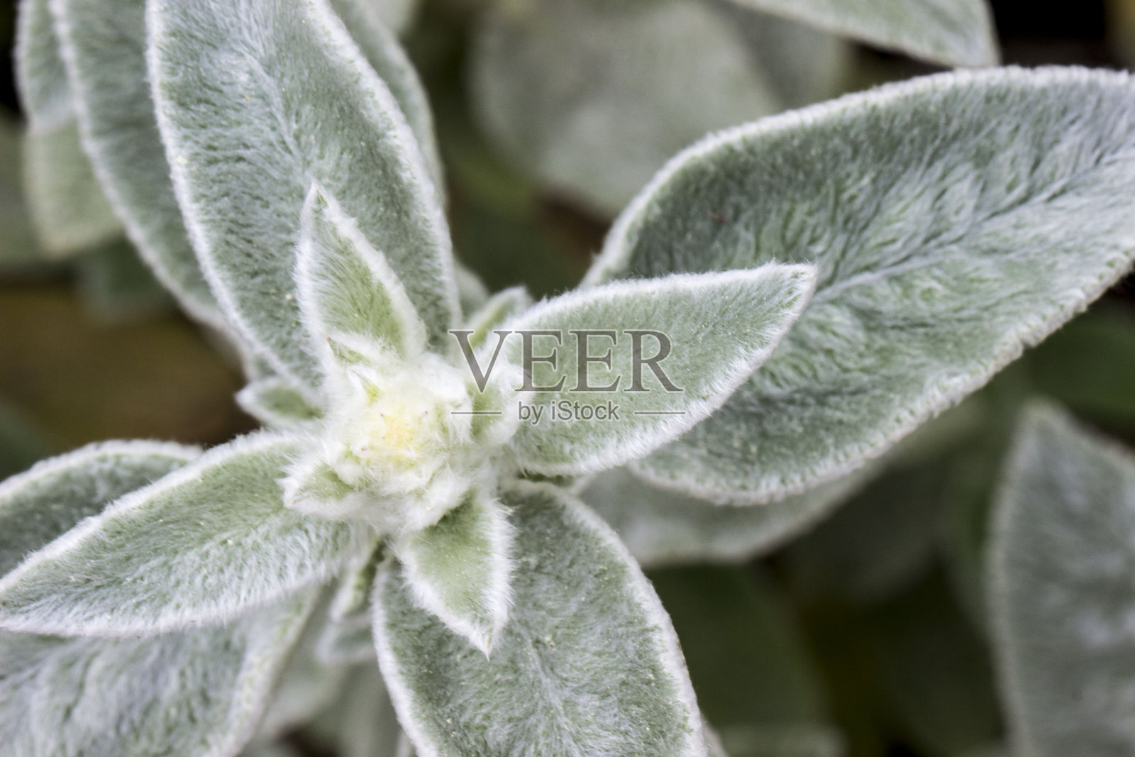 毛茸茸的羊。羊的耳朵。一种绿色的毛茸茸植物。特写。自然光。贝托尼。伤口草。唇形科。照片摄影图片