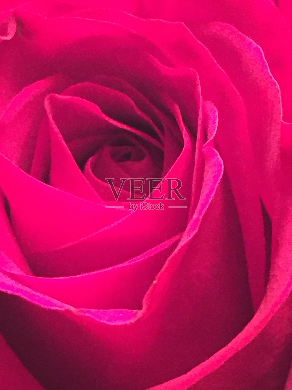 玫瑰照片摄影图片