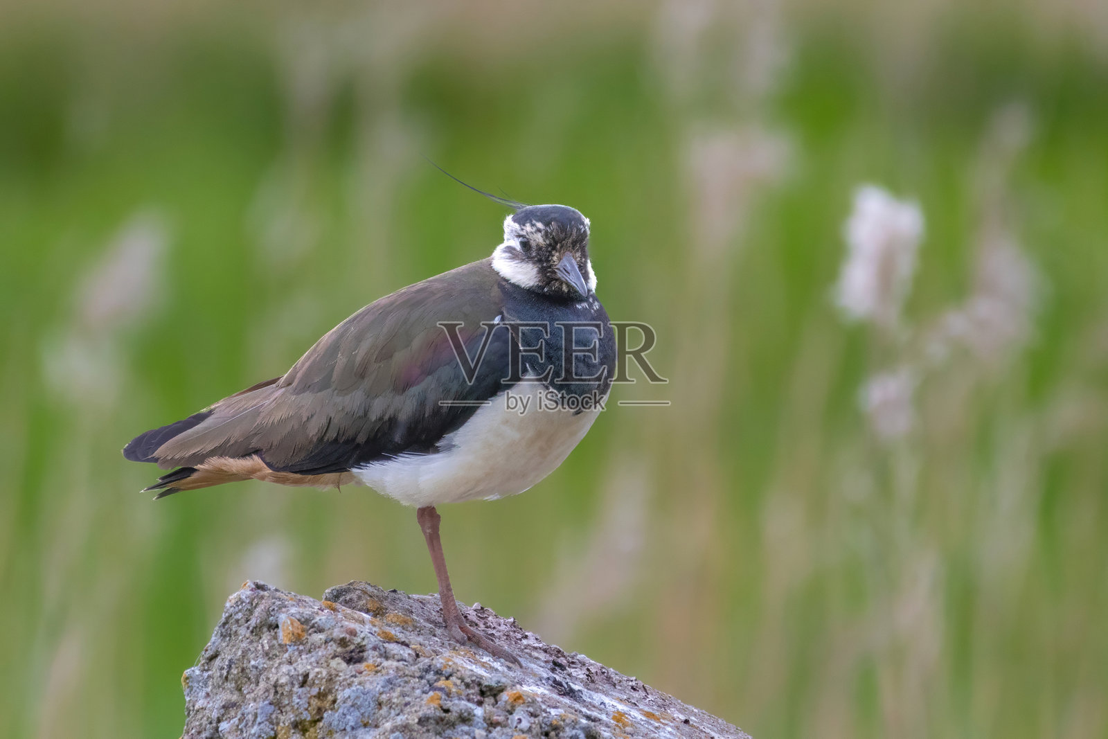 鸻鹬 - 细节特写照片摄影图片