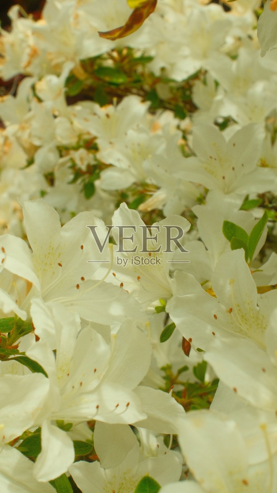 白色花朵照片摄影图片