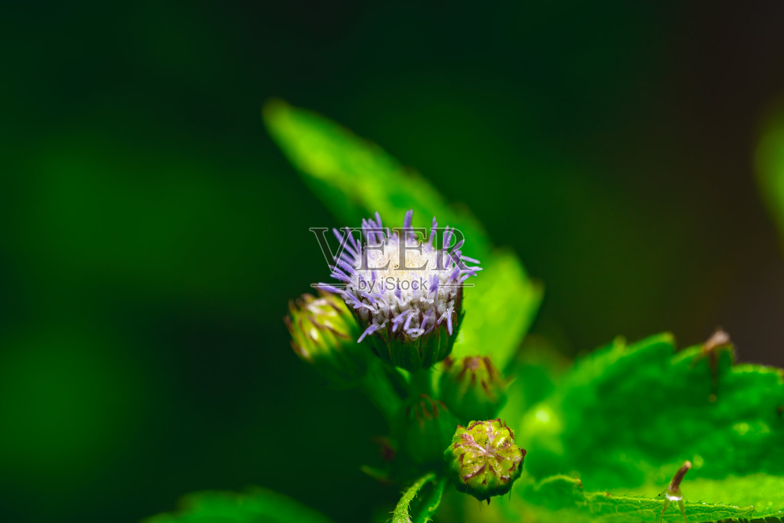 紫花马齿苋特写，俯视角度，浅紫色花瓣中间带有白色，适合植物和自然健康视觉效果。照片摄影图片