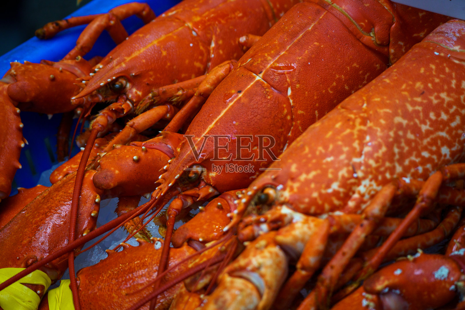 新鲜的红龙虾在鱼市的冰上照片摄影图片
