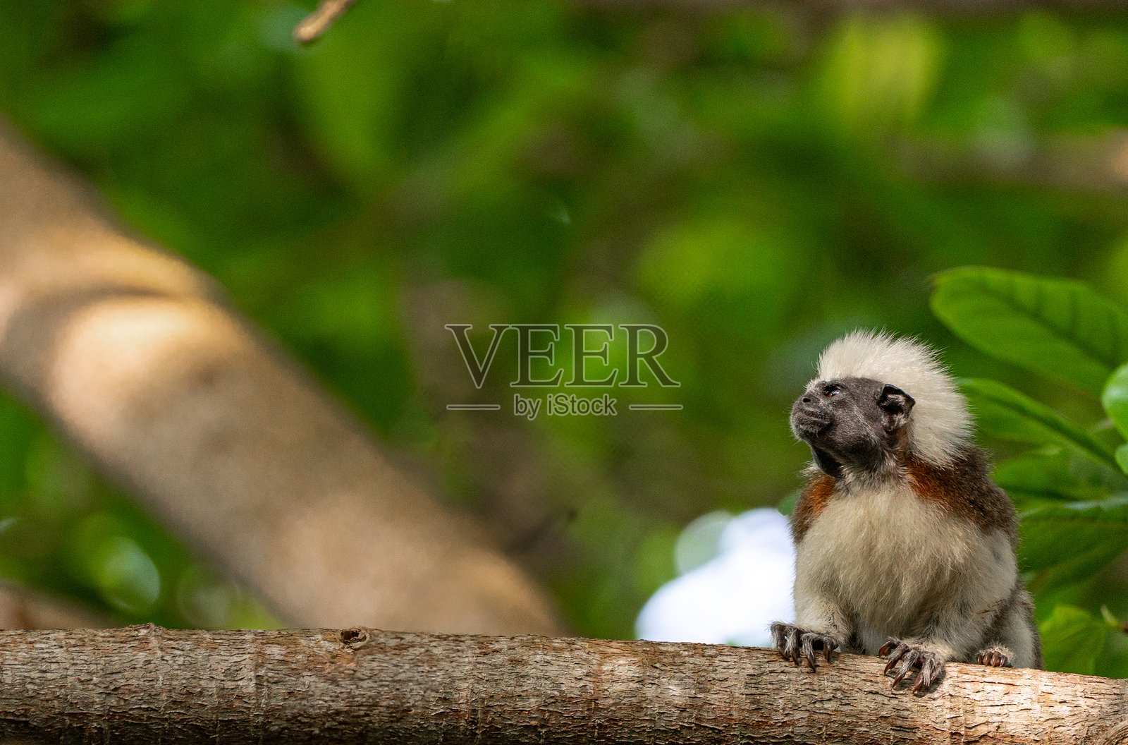 在哥伦比亚南美洲的塔约纳国家公园美丽的拉皮斯基纳海滩附近，棉顶狨猴在加勒比海和圣玛尔塔山脉的脚下嬉戏。照片摄影图片