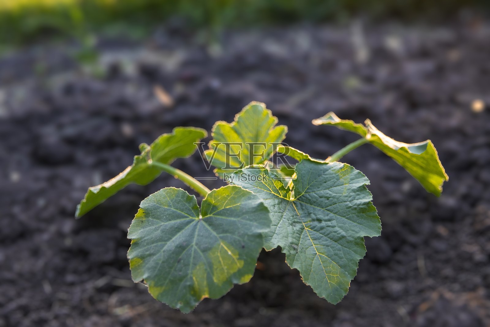 年轻的南瓜幼苗在夕阳下的土壤中生长，绿叶茂盛。照片摄影图片