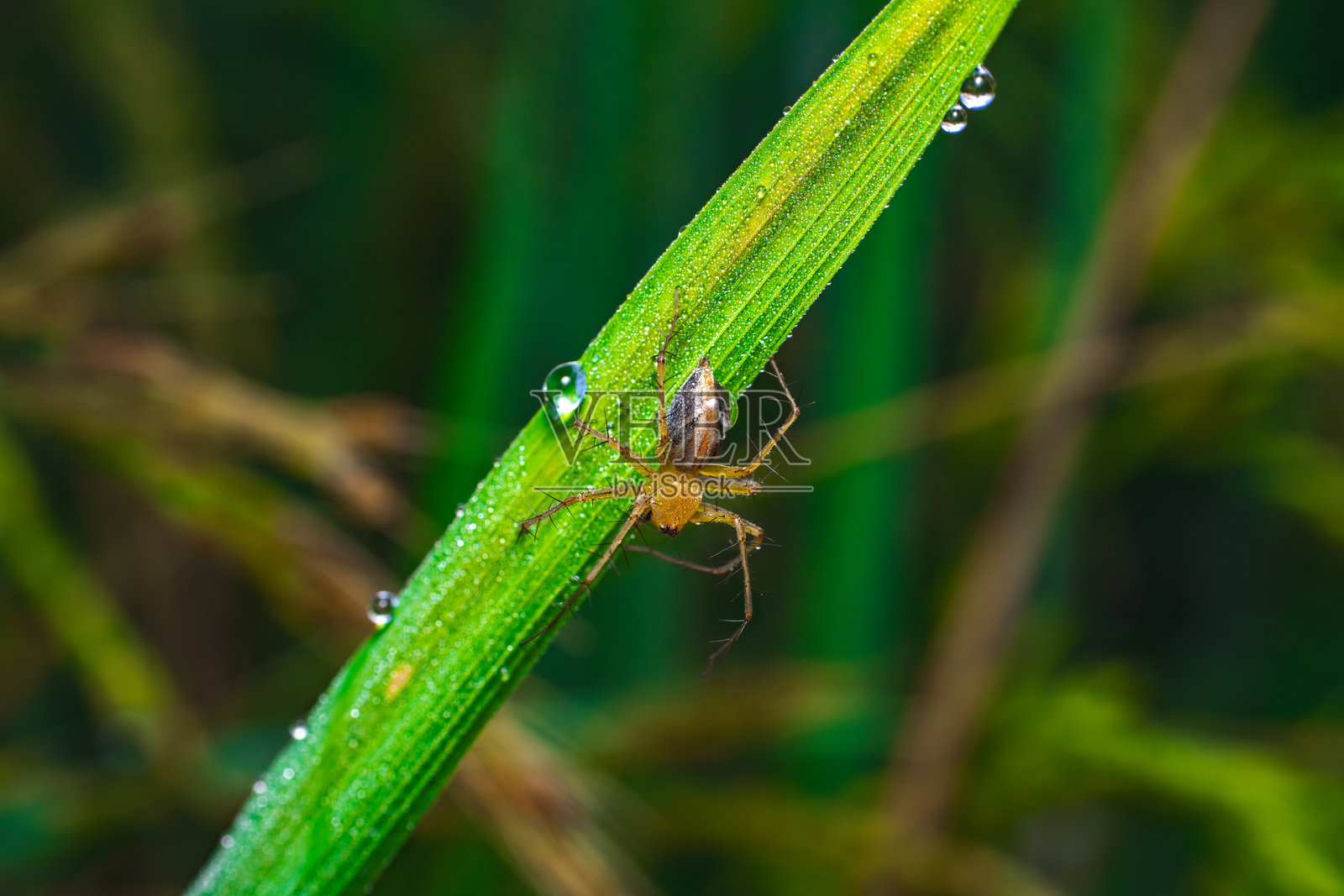 Oxyopes属蜘蛛在露珠滴落的草地早熟禾草叶上的特写侧视图照片摄影图片