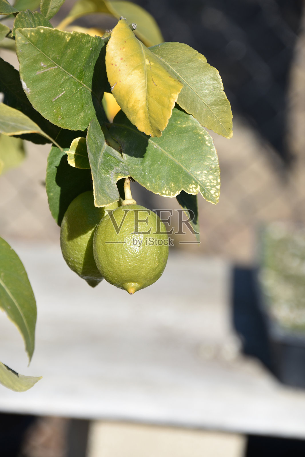 成熟的青柠挂在树上照片摄影图片