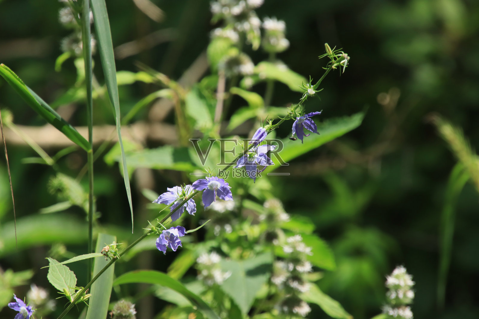 紫色野花照片摄影图片