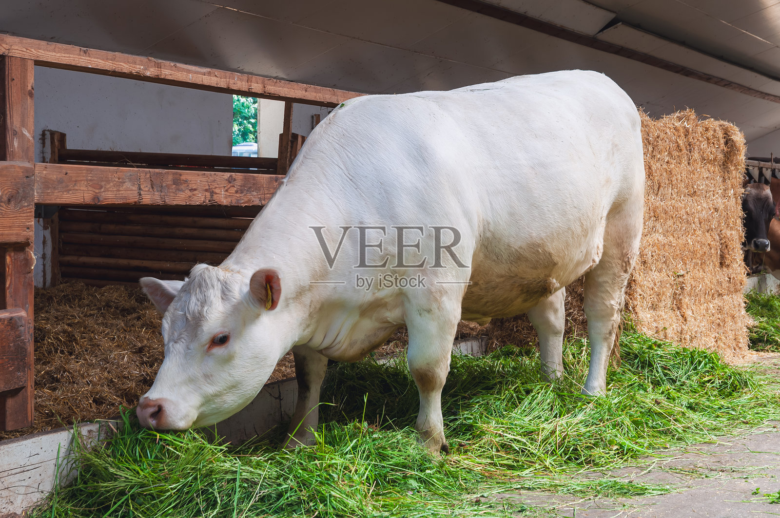 牛在棚子里吃新鲜的绿草照片摄影图片