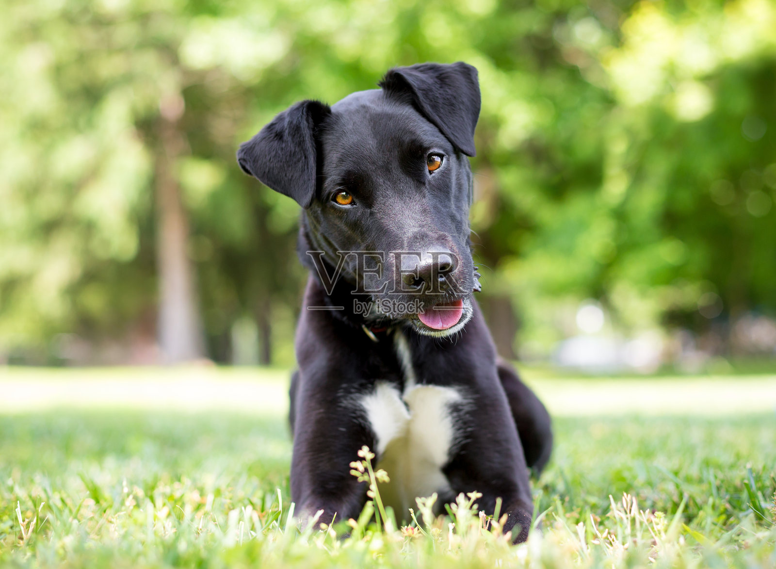 一只黑白相间的梗犬混种狗躺着，倾着头在倾听。照片摄影图片