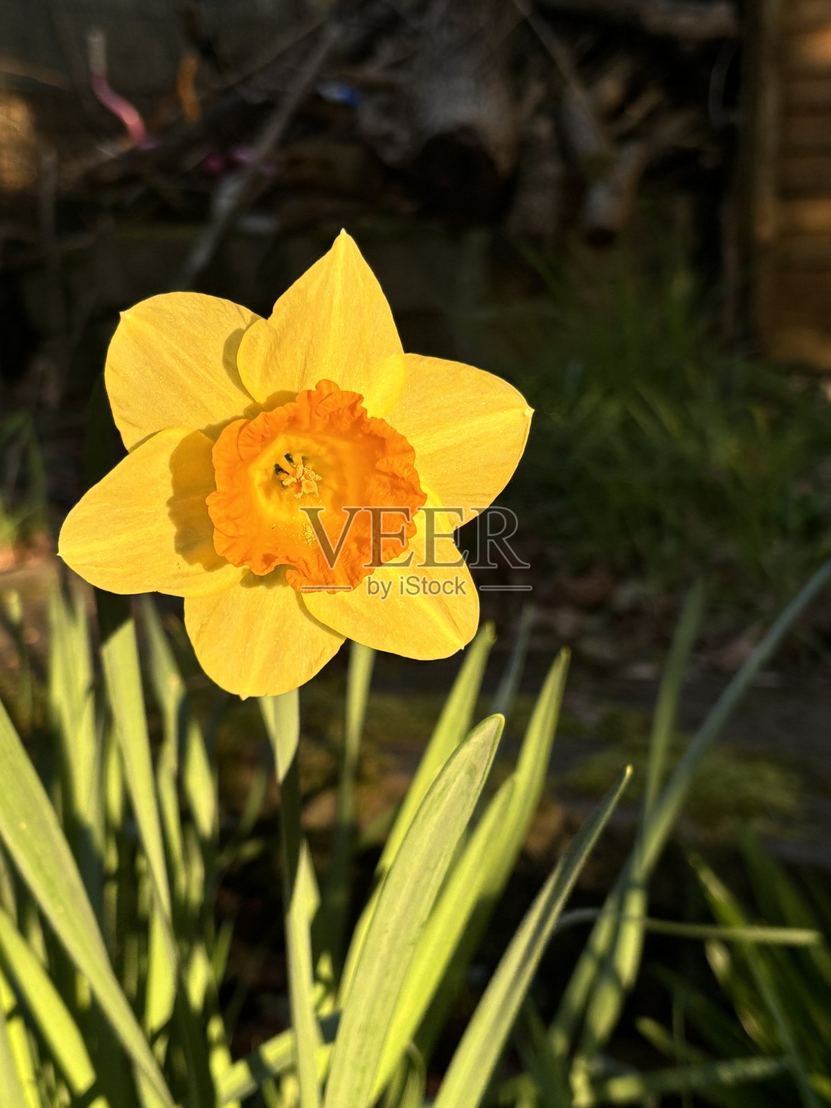 阳光下的一朵水仙花照片摄影图片