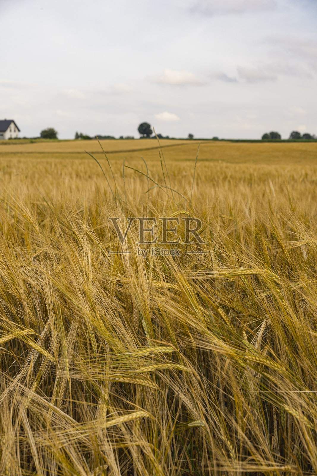 夏季收获前的黑麦田照片摄影图片