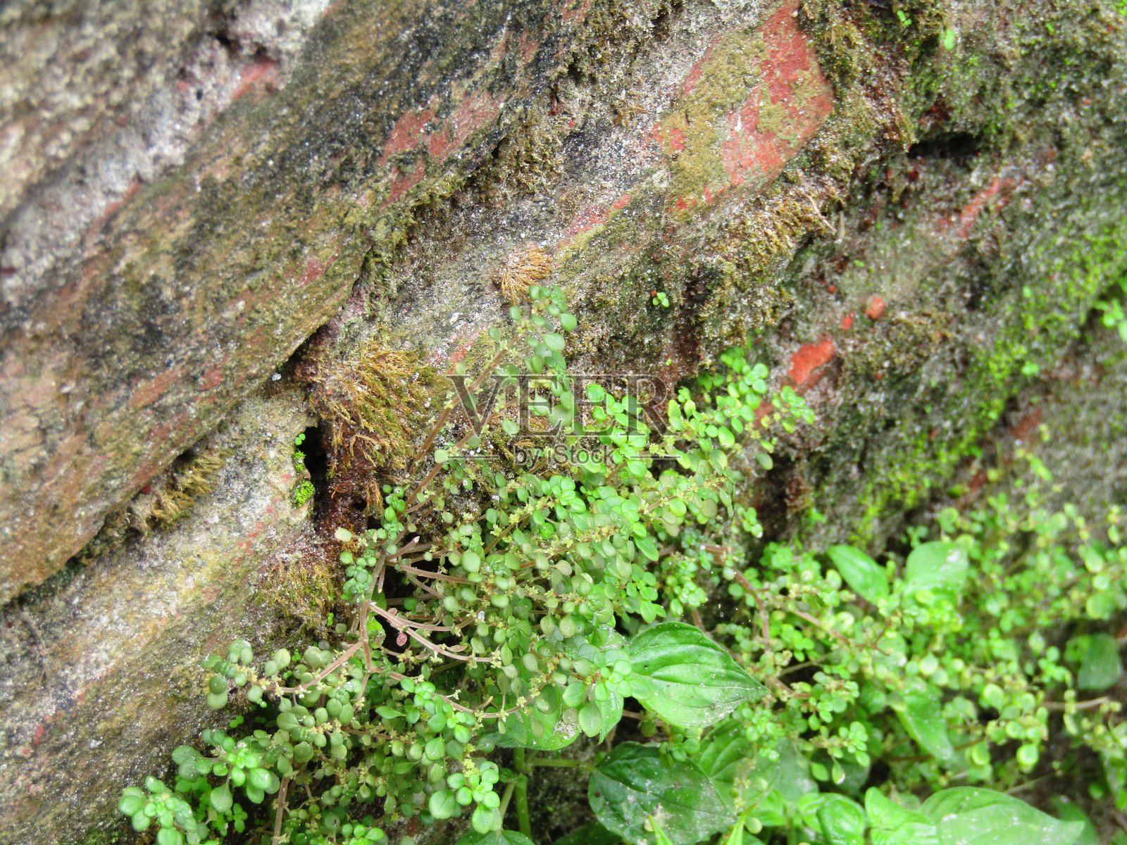 绿色苔藓覆盖着裂纹石面，伴有自然碎屑照片摄影图片
