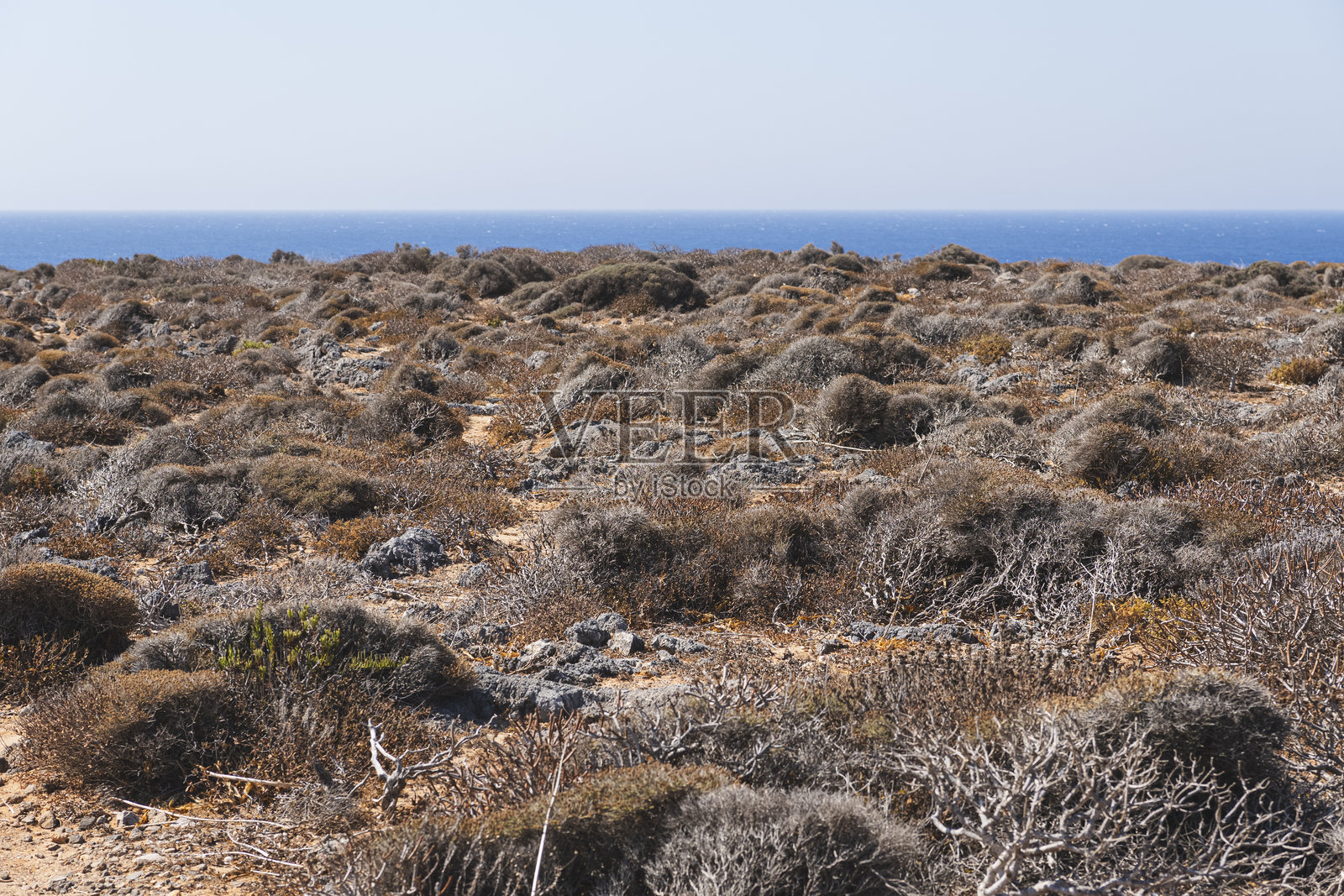 地中海背景下的灌木状地中海植被风景照片摄影图片