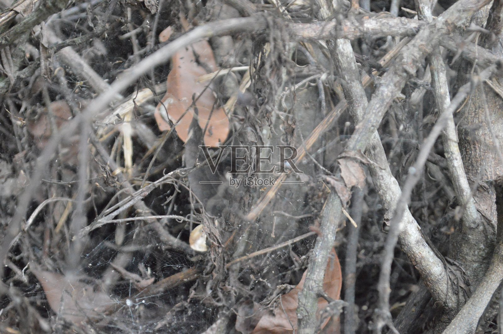 缠绕的树枝和小树枝在森林中形成复杂的自然图案照片摄影图片