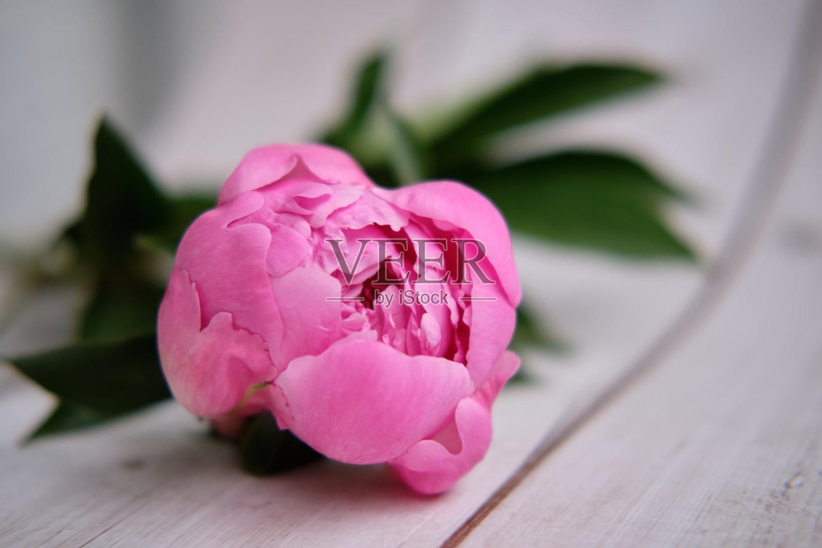 牡丹花包裹在灰色背景上照片摄影图片