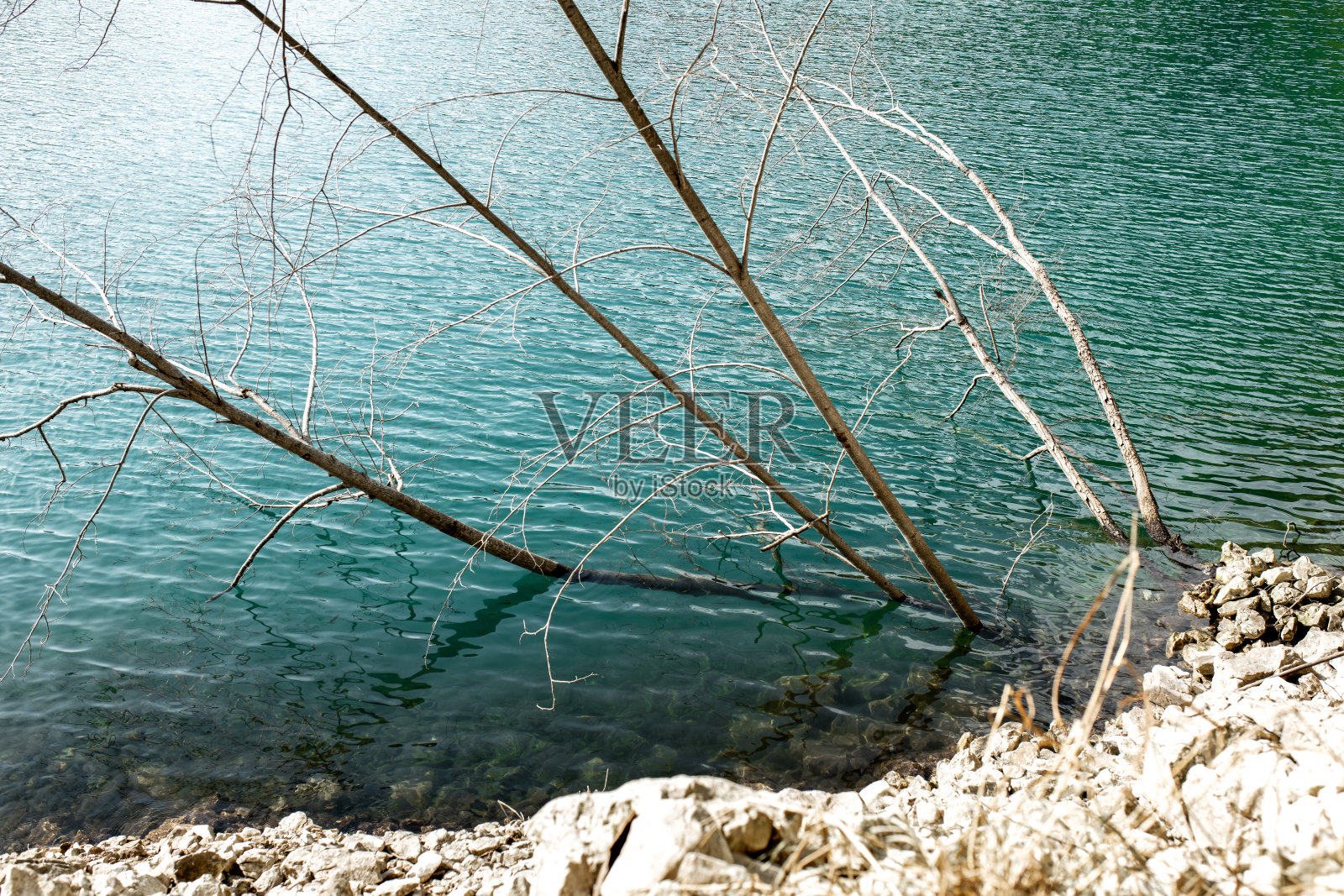 水面上细腻的干枝 - 生态概念与自然纹理照片摄影图片