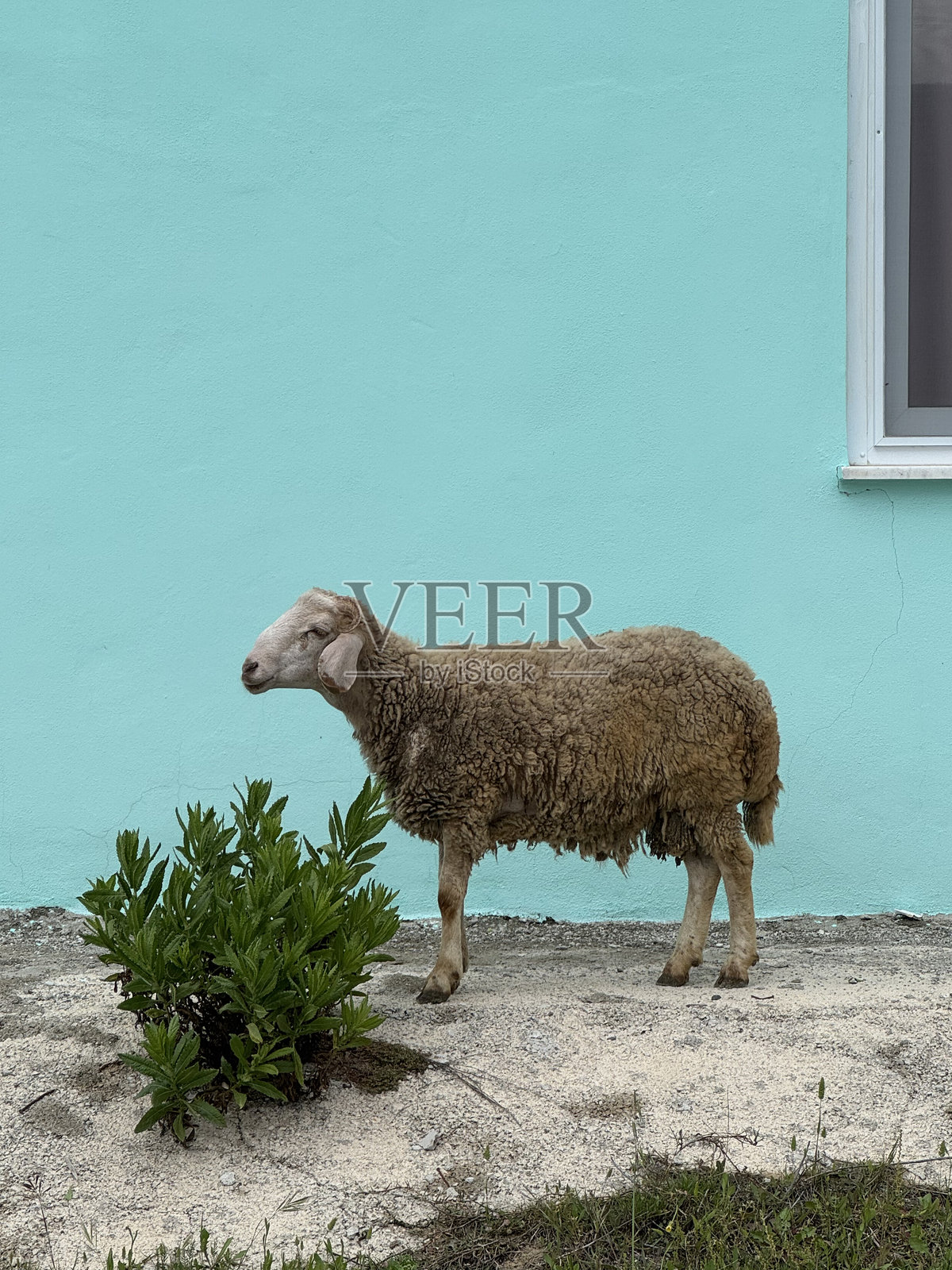 家里的羊照片摄影图片