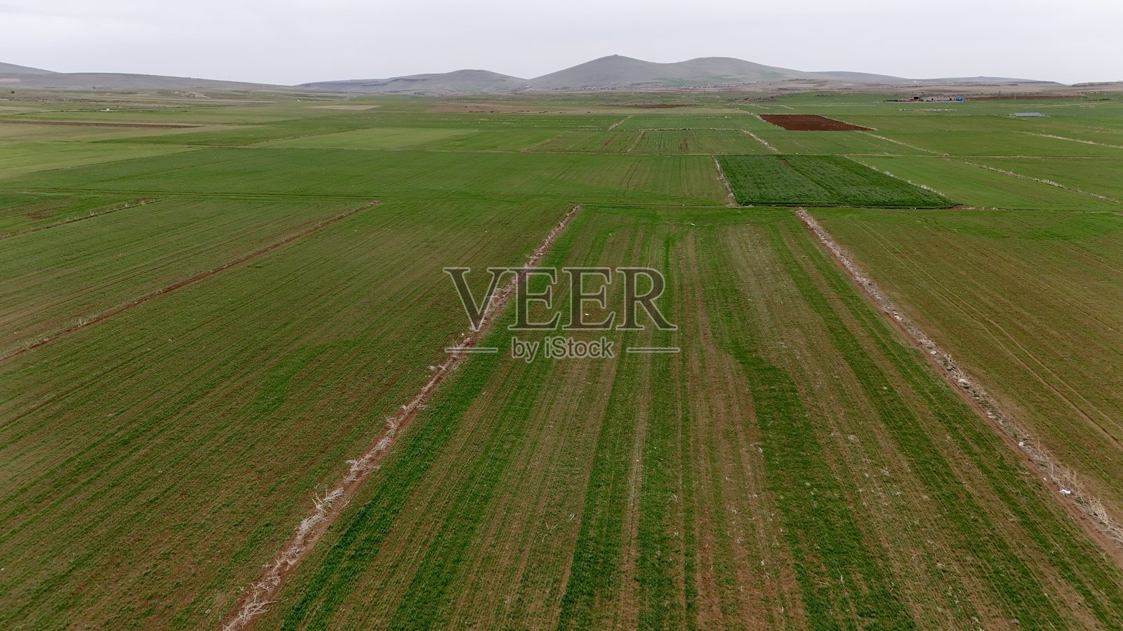 孤树风景照片摄影图片