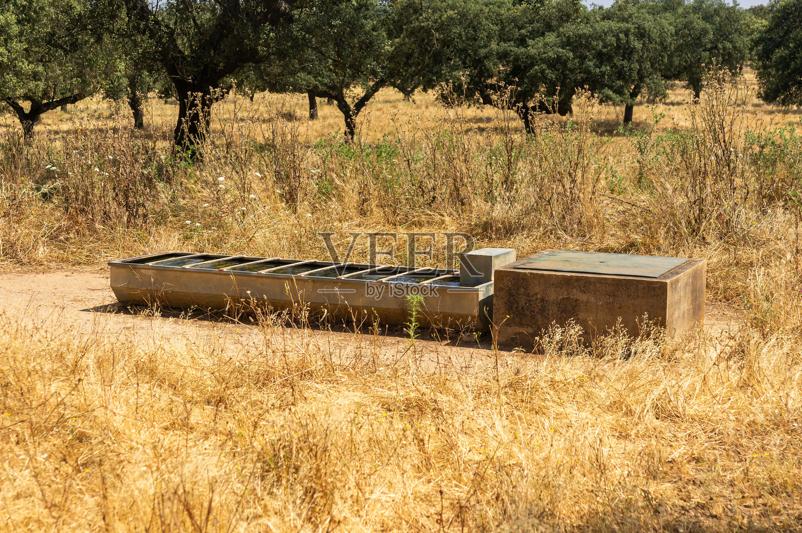 阳光灼热的牧场中的绿洲：牲畜饮水槽。照片摄影图片