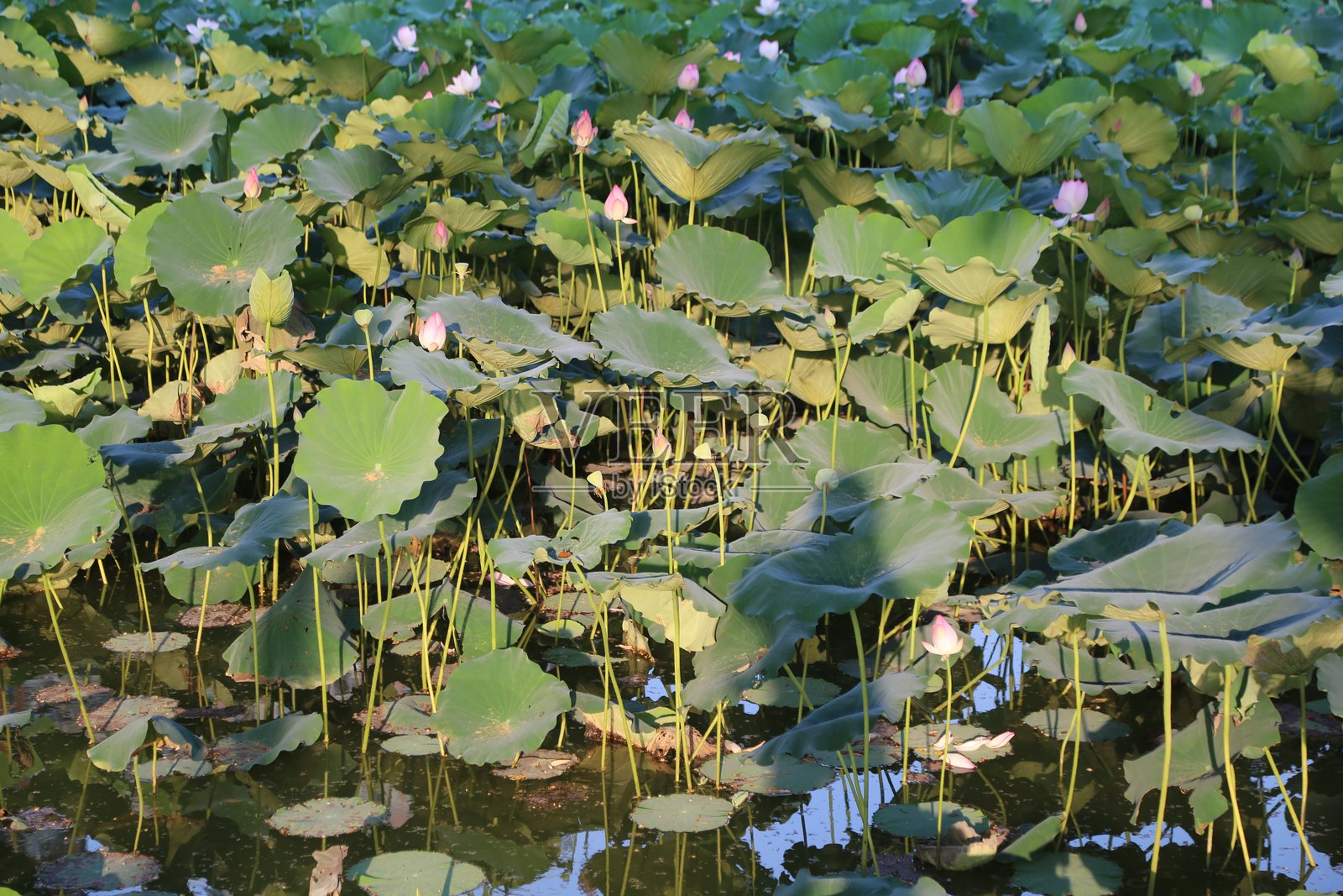 一个大型荷花池，水面上漂浮着浓密的绿色叶子和粉色花朵。照片摄影图片