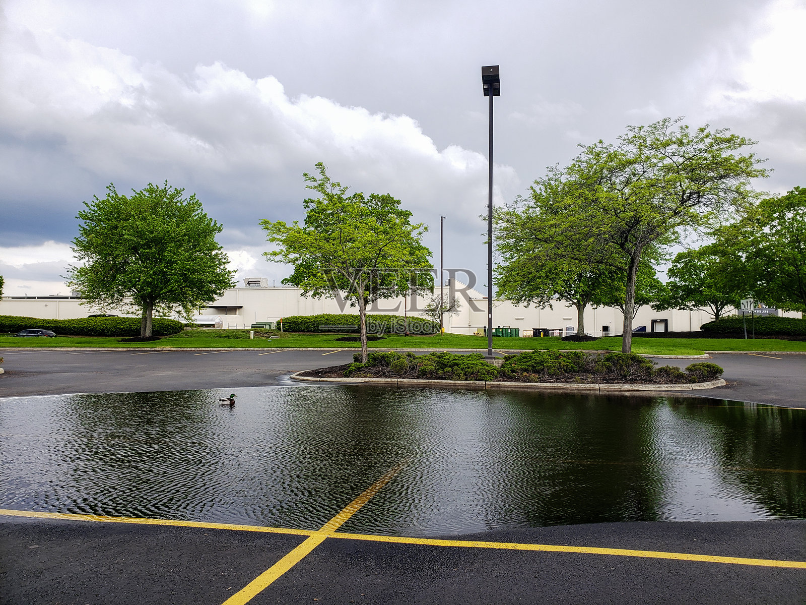 鸭子在停车场因大雨形成的临时水塘中游泳照片摄影图片