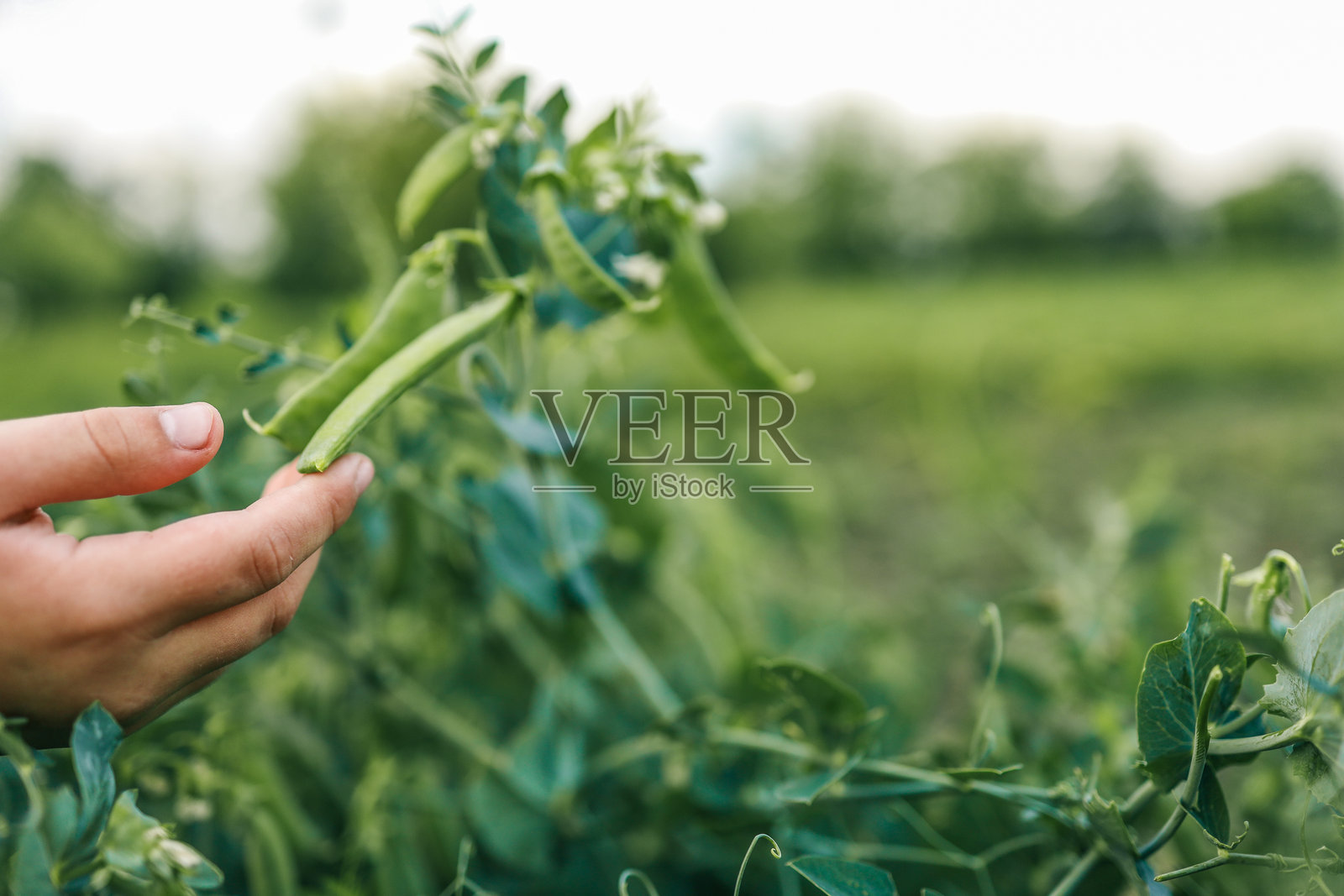 手触摸有机花园中生长的新鲜绿豌豆荚的特写，背景是模糊的田野。照片摄影图片