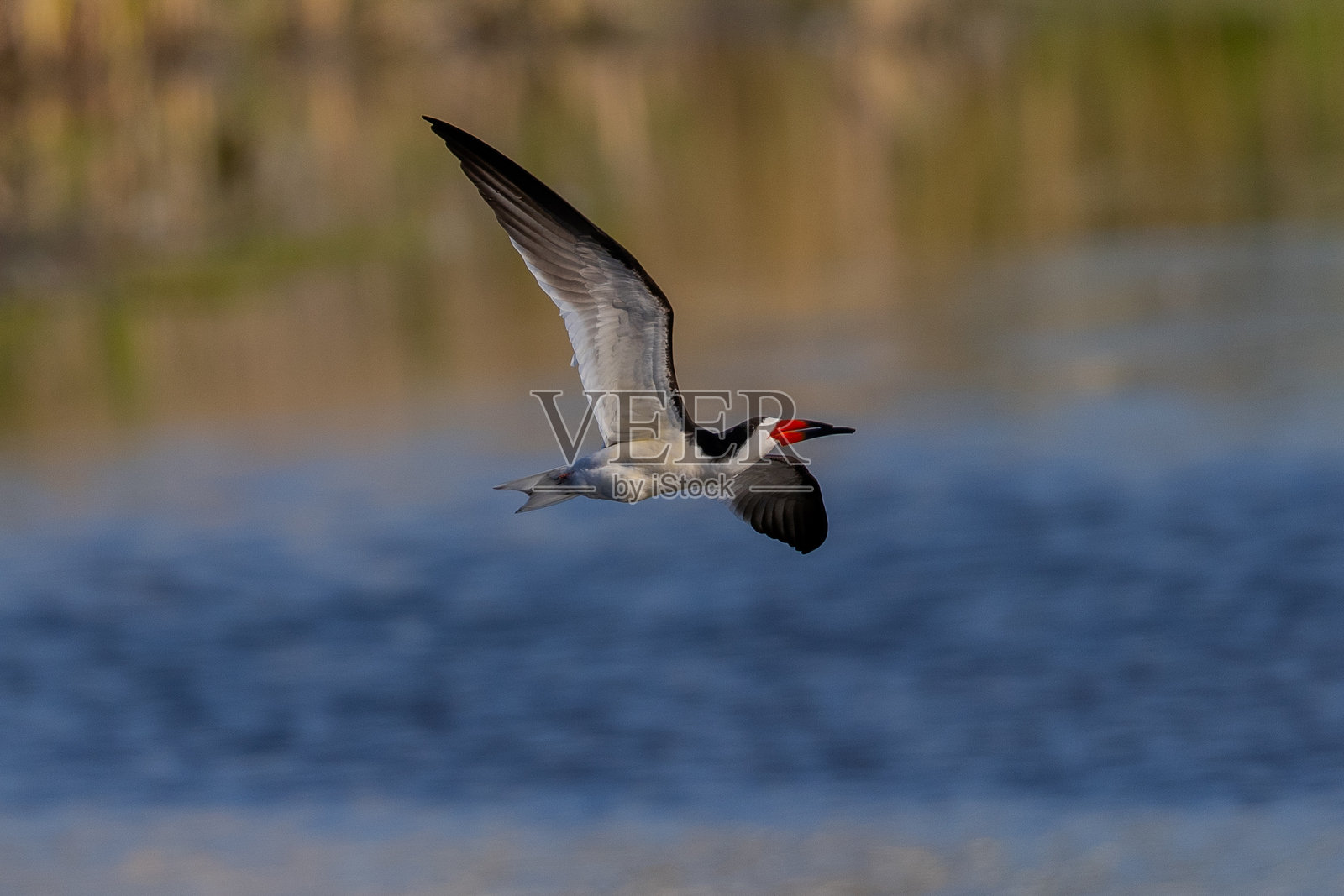 黑嘴海鸥在美丽的光线下飞翔，出现在北加州的湿地中照片摄影图片