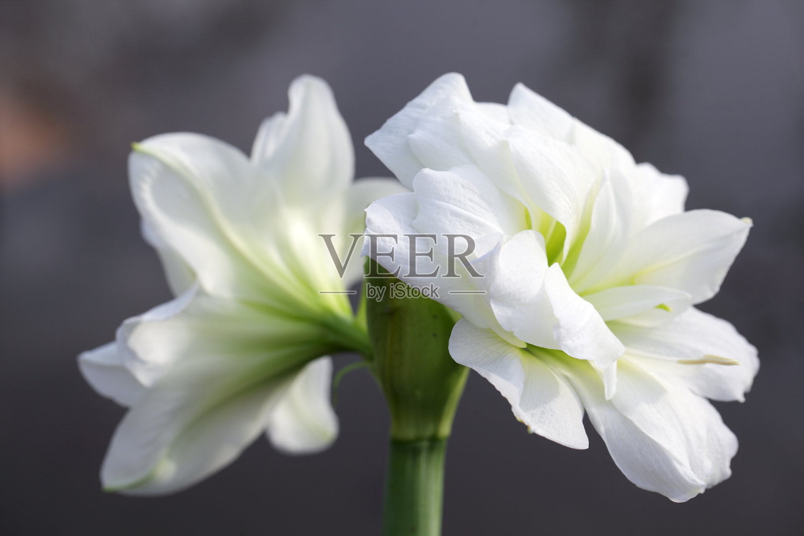 优雅的白色花朵盛开，柔软的花瓣和绿色的茎照片摄影图片