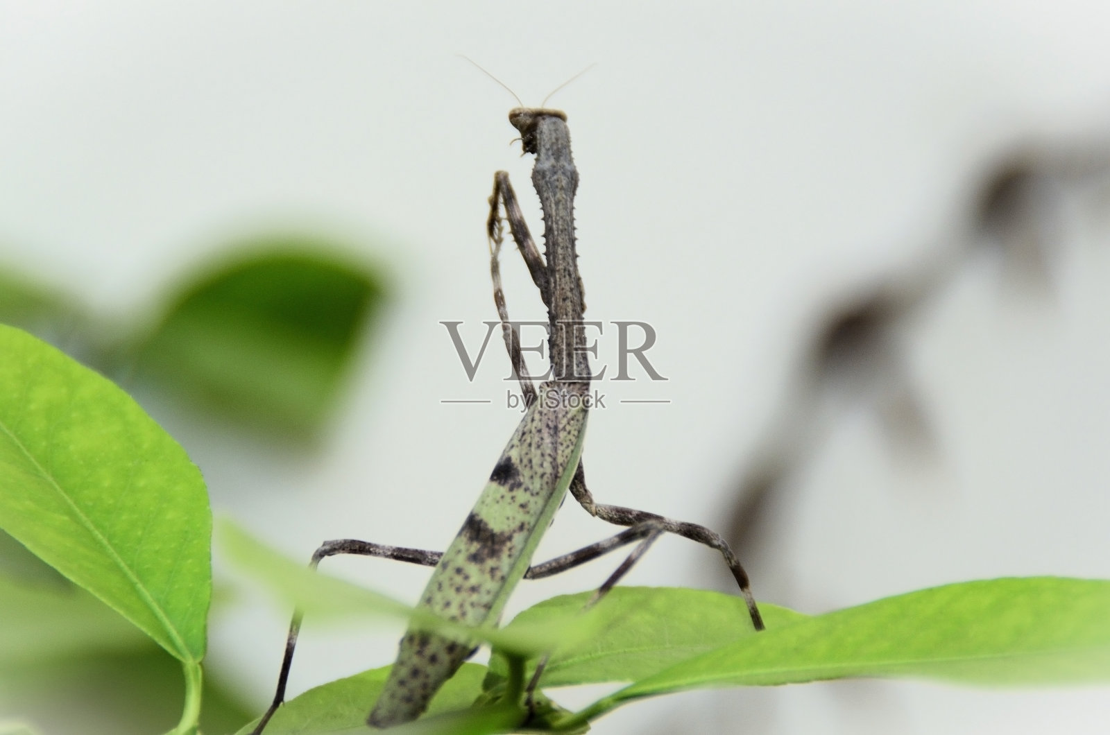 伪蝉的美丽赞美这张纸照片摄影图片