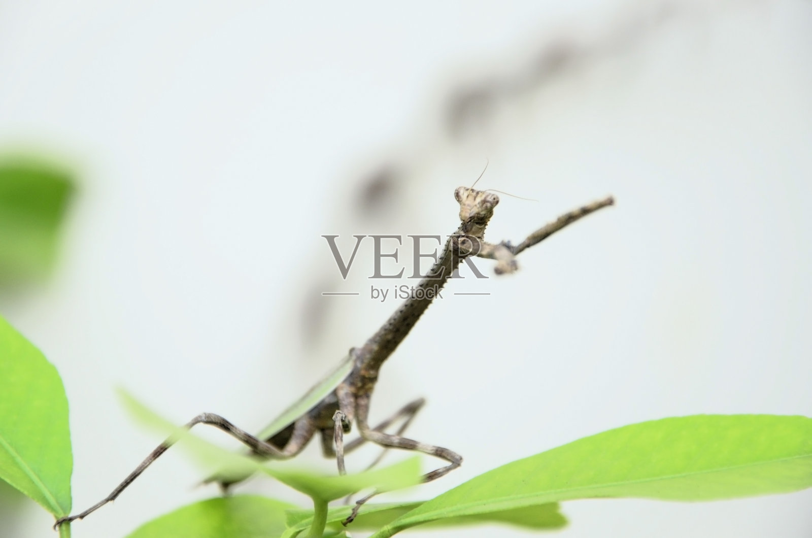 一只在折叠和抬起的爪子上的裤子神（伪蝉）照片摄影图片