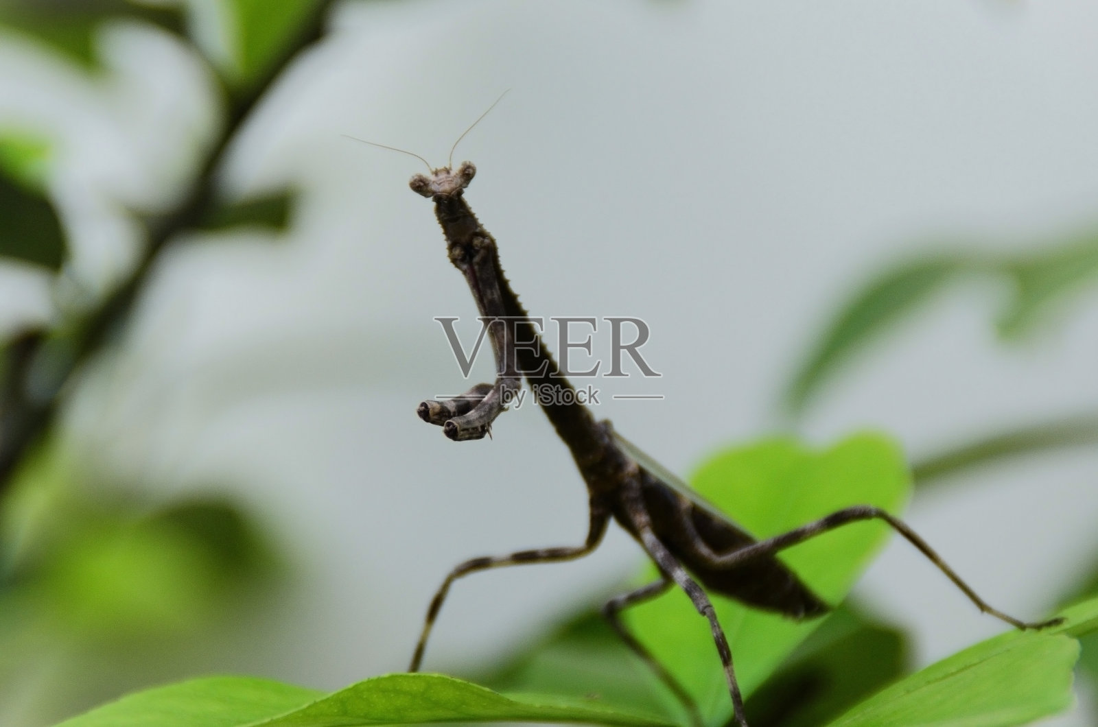 在西西里柠檬叶上的一只伟大的神虫（伪蝉）照片摄影图片