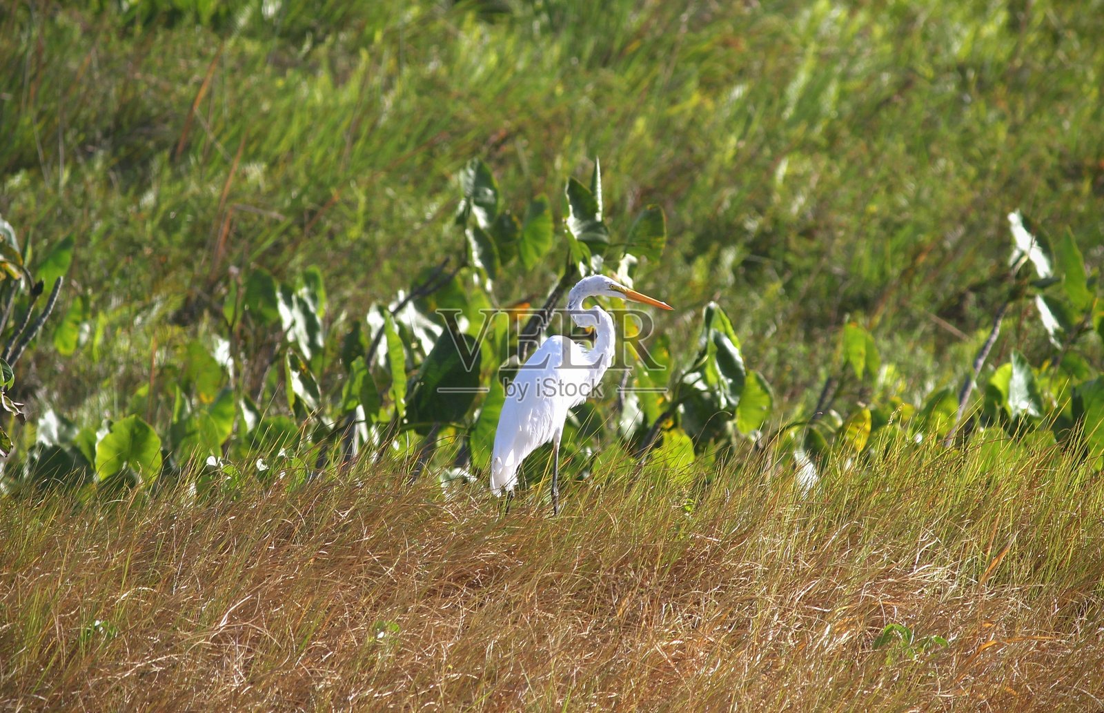 大白鹭在自然栖息地中照片摄影图片