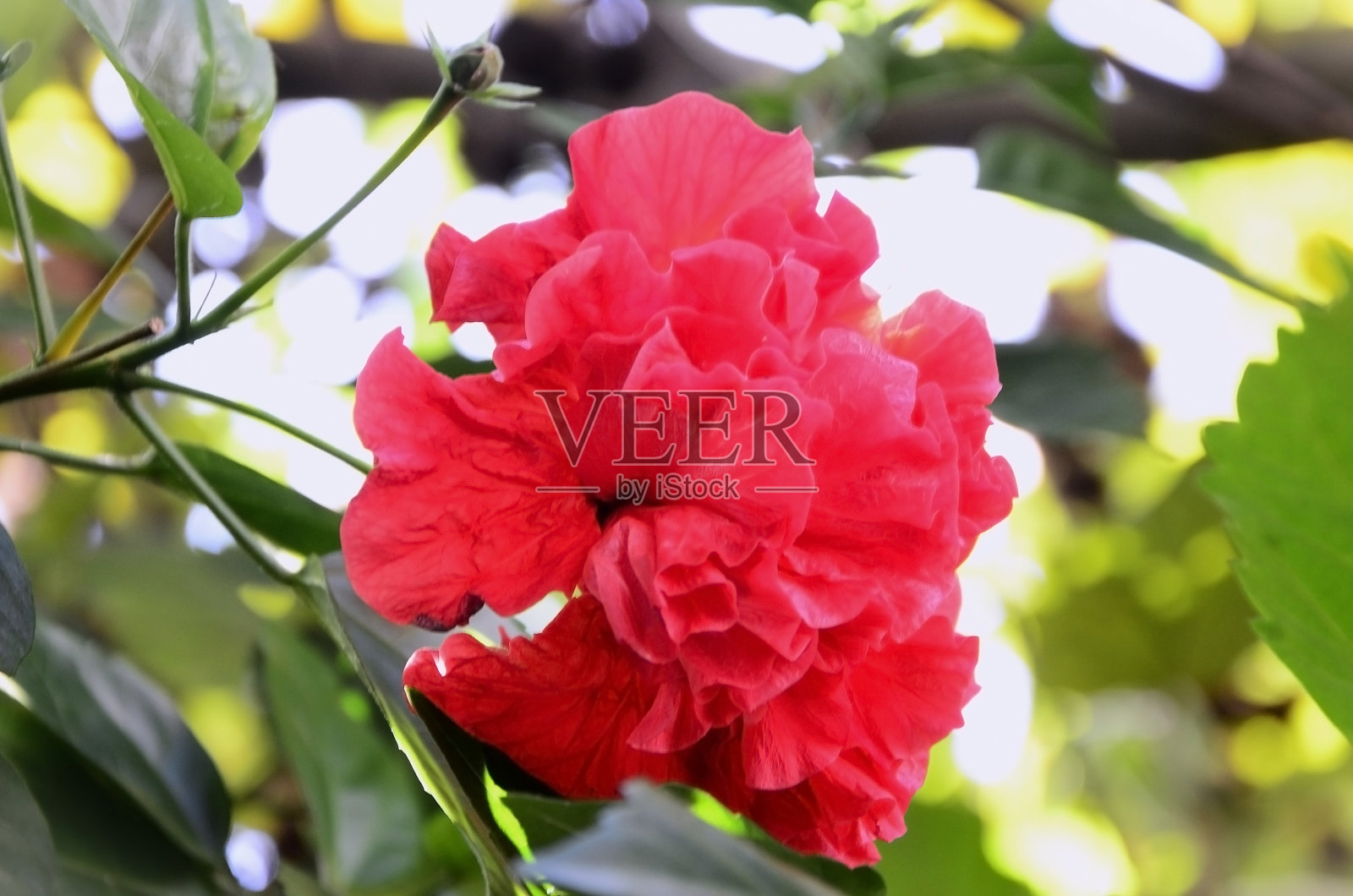 傍晚时分的红色折叠木槿花（木槿，Hibiscus pink-sinensis L.）照片摄影图片