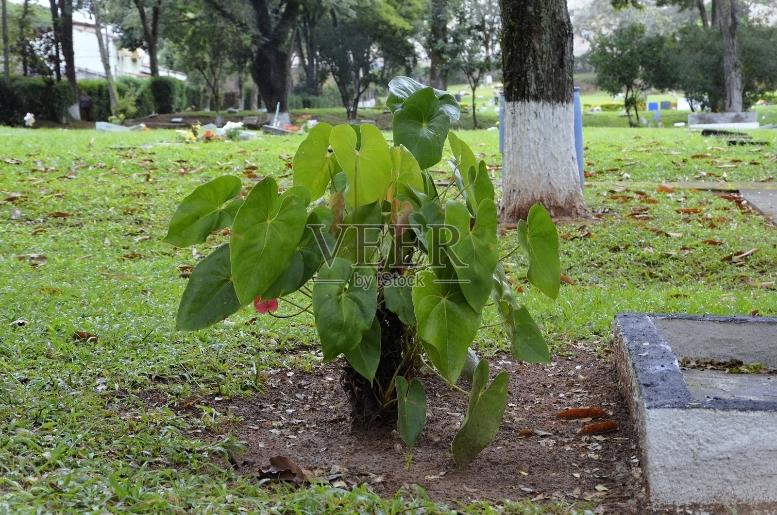 种植在土壤中的安祖花（Anthurium Andraeanum）的叶子照片摄影图片