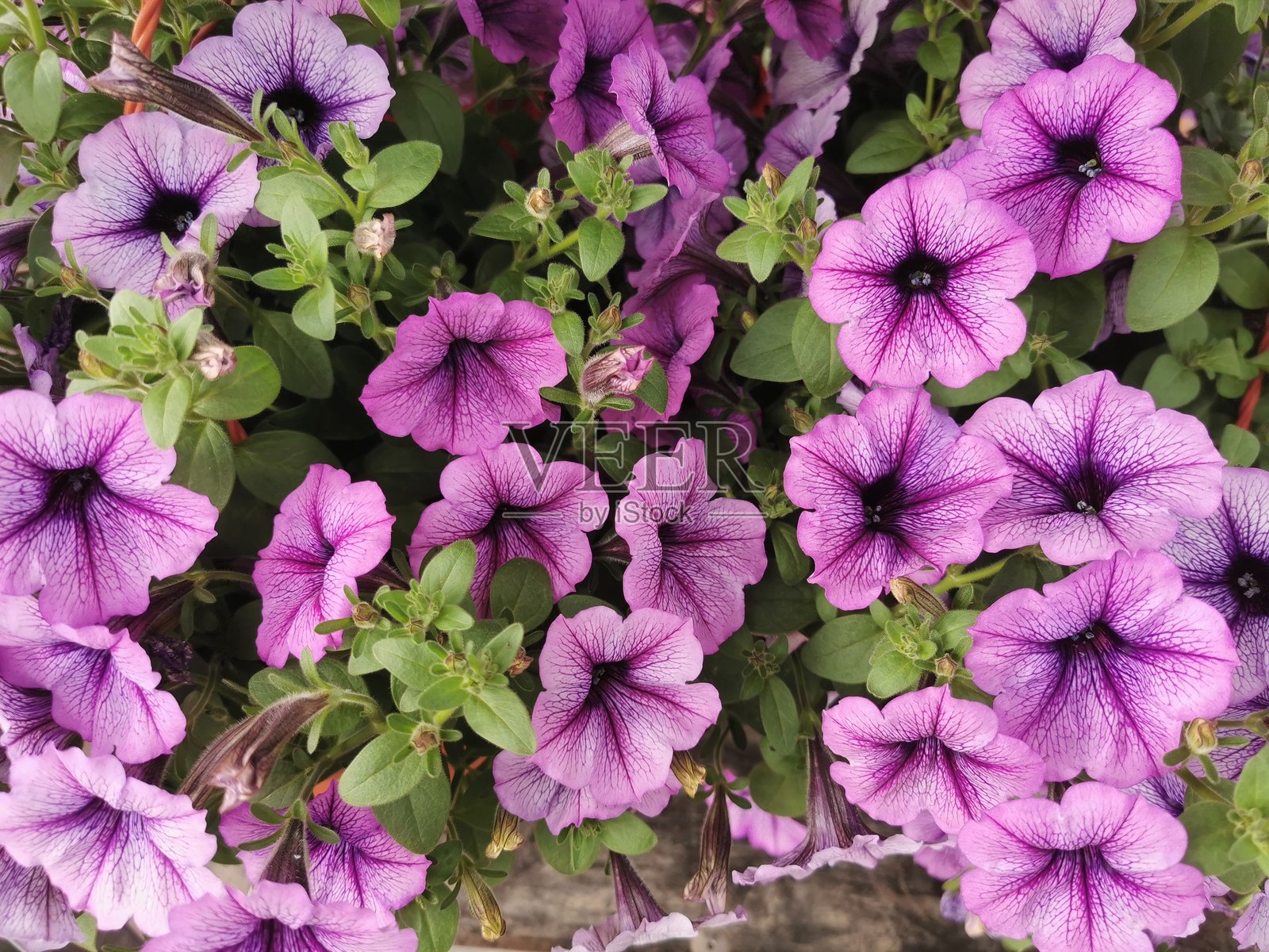 宠物尤尼亚花的纹理照片摄影图片