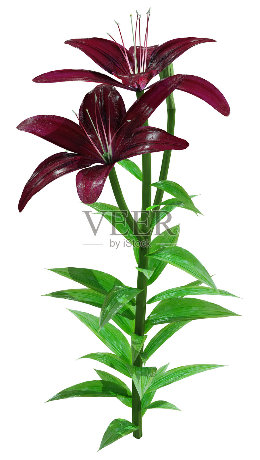 3D渲染的午夜神秘亚洲百合在白色背景上照片摄影图片