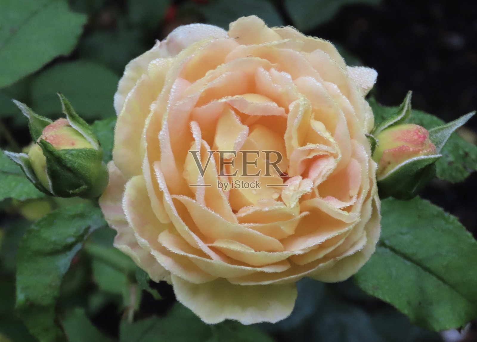 一朵杏色的金色庆典玫瑰特写，沾满露珠，两侧各有一朵玫瑰花蕾，花蕾的尖端是粉色的，位于奥克兰的玫瑰花园中。照片摄影图片