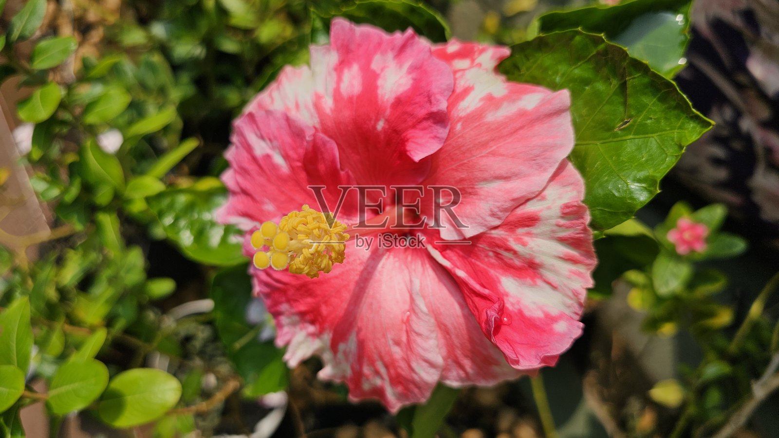 美丽盛开的芙蓉花是粉色和白色的，叶子是绿色的。芙蓉花是一种完美的花朵，具有雌蕊和雄蕊，通常通过插枝繁殖。照片摄影图片