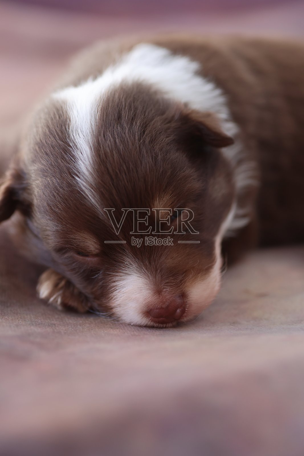 一只棕白相间的小狗正在床上睡觉照片摄影图片