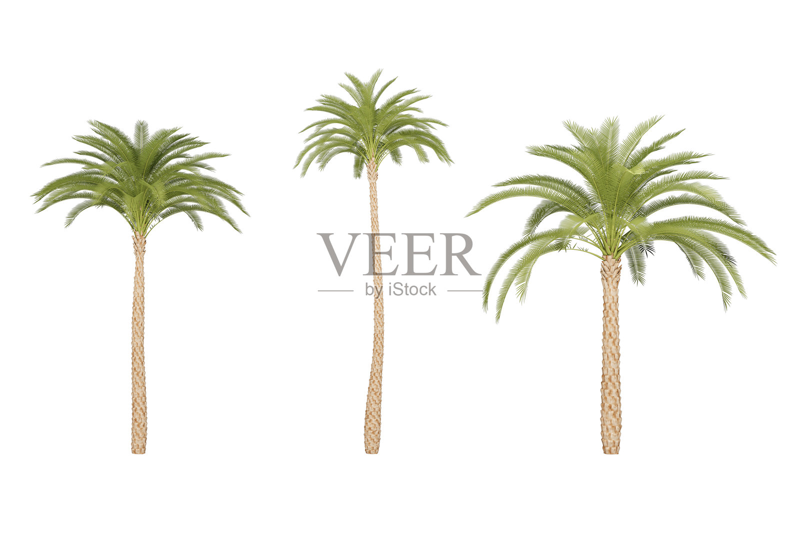 三棵棕榈树在白色背景上。照片摄影图片